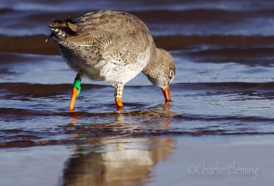 Redshank - Tringa totanus