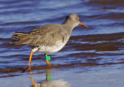 Redshank - Tringa totanus