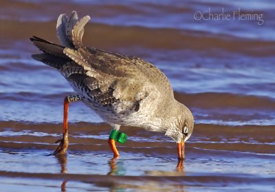 Redshank - Tringa totanus