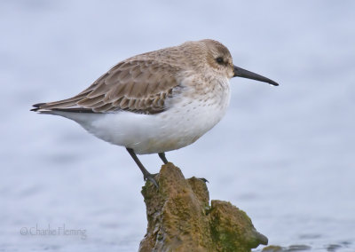 Dunlin - Calidris alpina