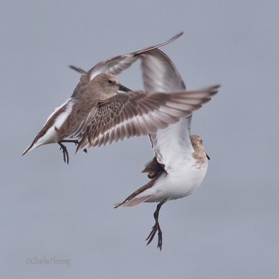 Dunlin - Calidris alpina