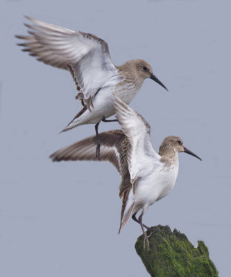 Dunlin - Calidris alpina