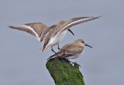 Dunlin - Calidris alpina