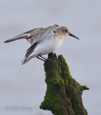 Dunlin - Calidris alpina