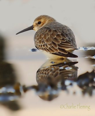 Dunlin