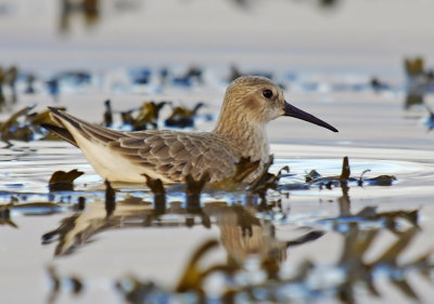 Dunlin - Calidris alpina