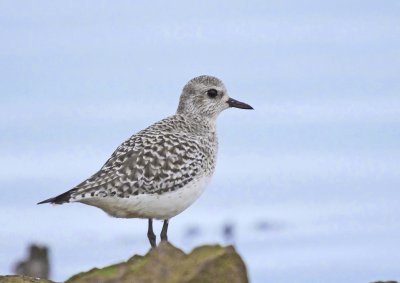Grey Plover - Pluvialis squatarola