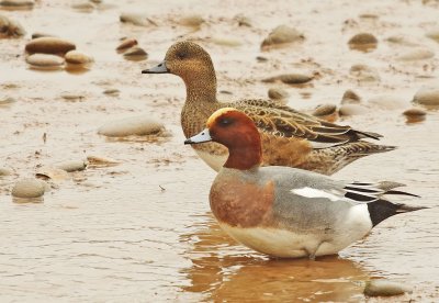 Widgeon - Anas penelope