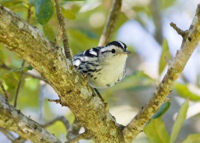 Black and White Warbler