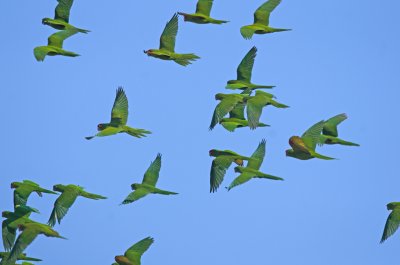  Aratinga erythrogenys - Red-masked Parakeet 