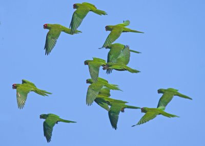  Aratinga erythrogenys - Red-masked Parakeet 