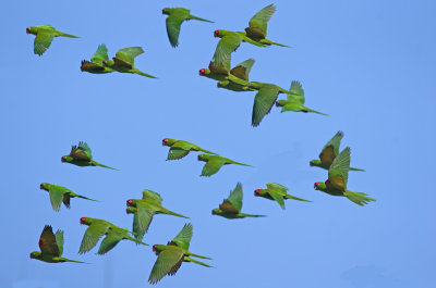  Aratinga erythrogenys - Red-masked Parakeet 