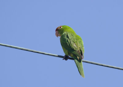  Aratinga erythrogenys - Red-masked Parakeet 