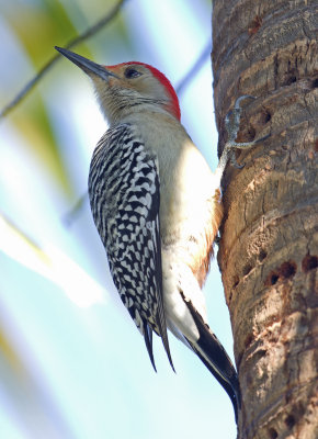 Red Bellied Woodpecker - Melanerpes carolinus