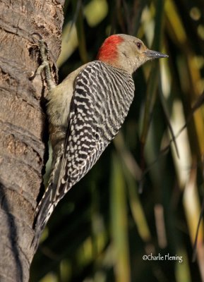 Red Bellied Woodpecker - Melanerpes carolinus