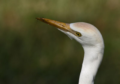 Cattle Egret -  Bulbulcus ibis