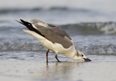 Laughing Gull (Leucophaeus atricilla) 