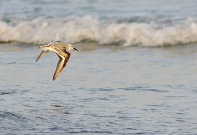 Sanderling