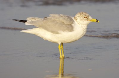 Ring-billed Gull (Larus delawarensis) 