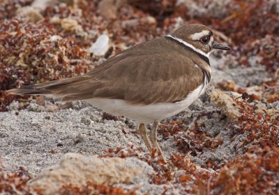 Killdeer