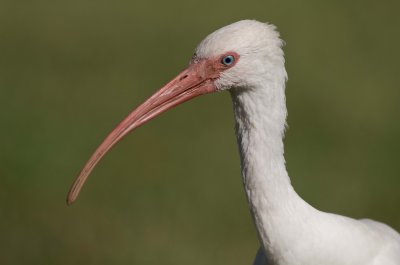 White Ibis