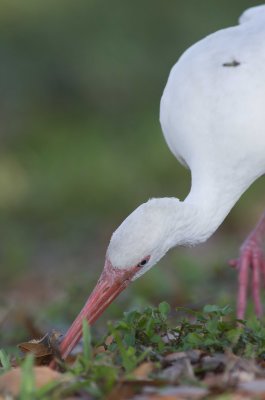 White Ibis