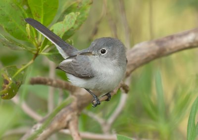 Blue Grey Gnatchatcher