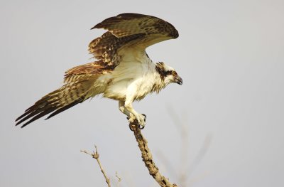 Osprey - Pandion haliaetus