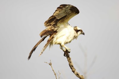 Osprey - Pandion haliaetus