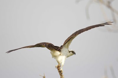 Osprey - Pandion haliaetus