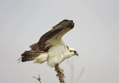 Osprey - Pandion haliaetus