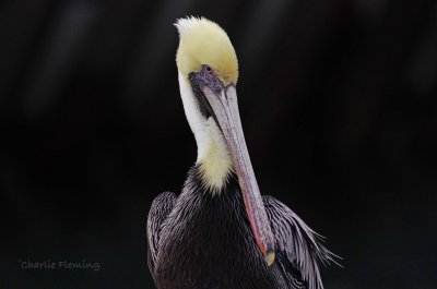 Brown Pelican - Pelecanus occidentalis