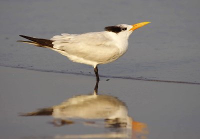 Royal Tern -