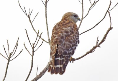 Red - shouldered Hawk