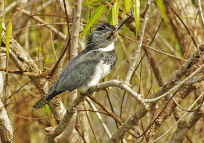 Belted Kingfisher - Megaceryle alcyon)