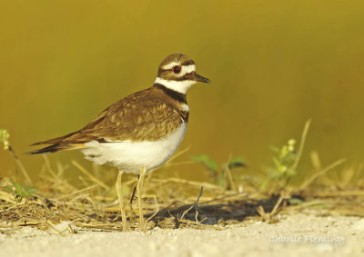 Killdeer- Charadrius vociferus