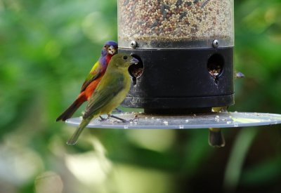 Painted Bunting -  Passerina ciris