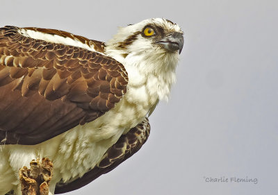 Osprey - Pandion haliaetus