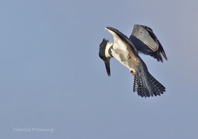 Belted Kingfisher -  Megaceryle alcyon