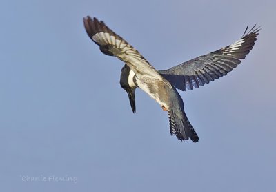 Belted Kingfisher -  Megaceryle alcyon