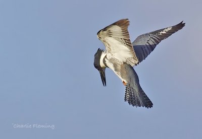 Belted Kingfisher -  Megaceryle alcyon