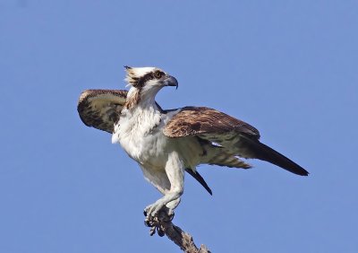 Osprey - Pandion haliaetus