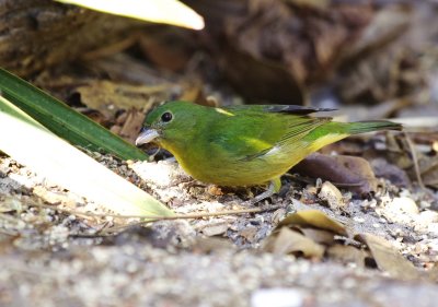 Painted Bunting -  Passerina ciris