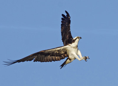 Osprey -  Pandion haliaetus