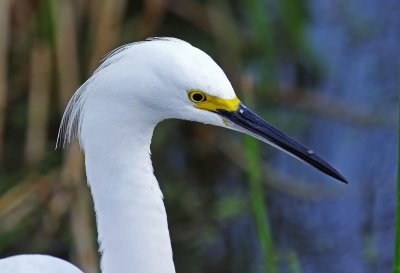 Snowy Egret