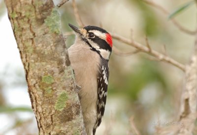 Male Downy Woodpecker-Picoides pubescens