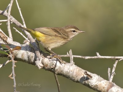 Palm Warbler