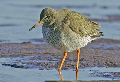 Redshank