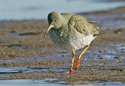 Redshank