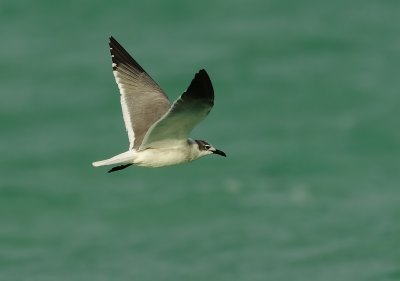 Laughing Gull